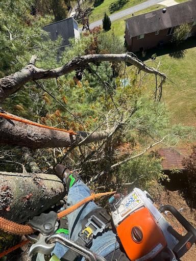 Tree Trimming
