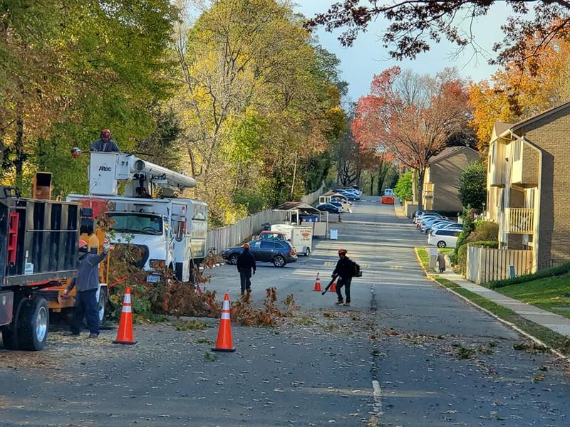 Tree Removal gallery