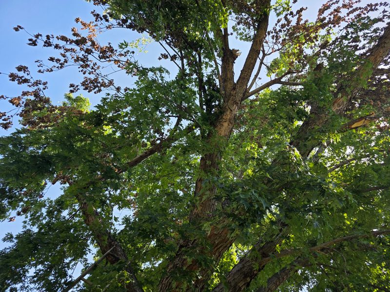 Storm Debris Removal