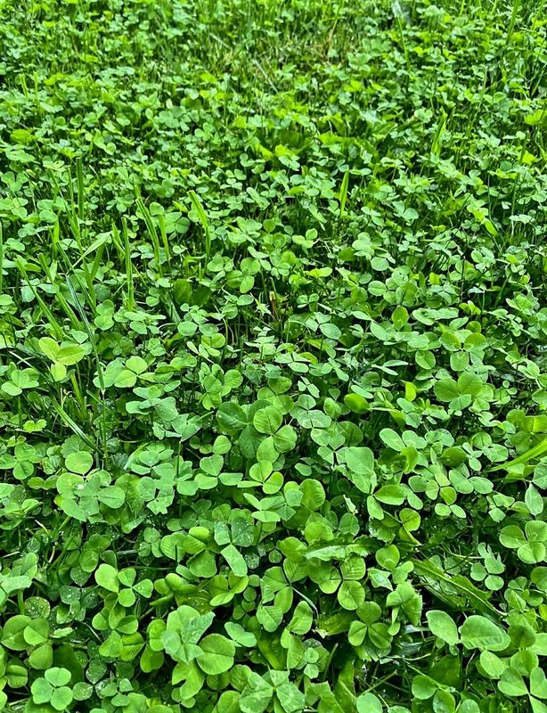 Lawn  Services