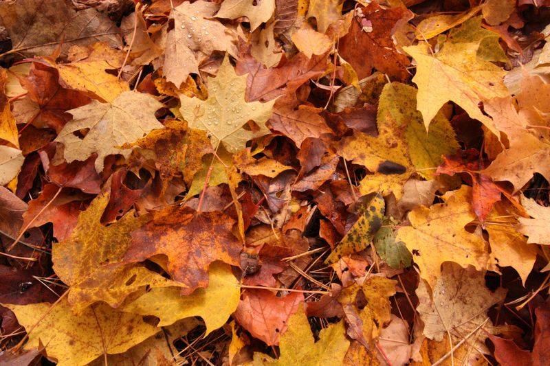 Fall and Spring Clean Up