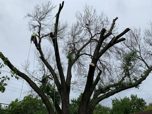 Pruning