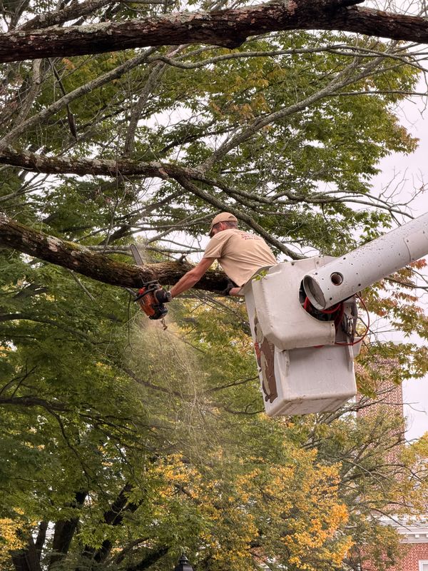 Tree Trimming