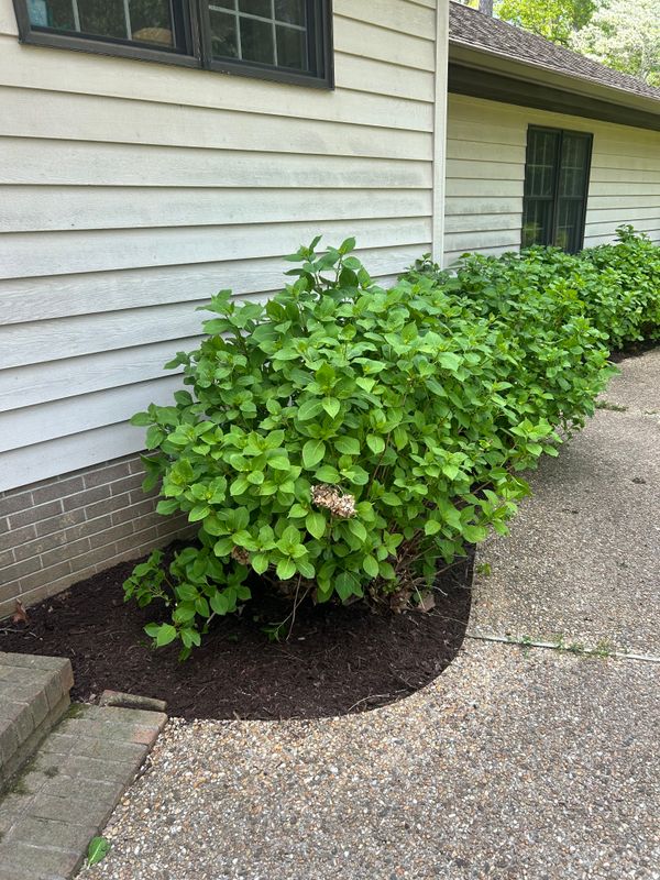 Mulch