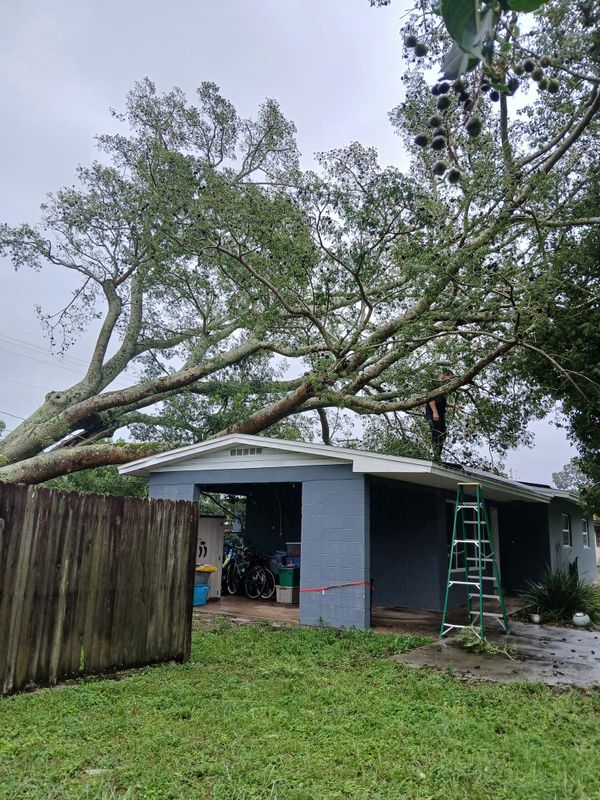 Tree Services