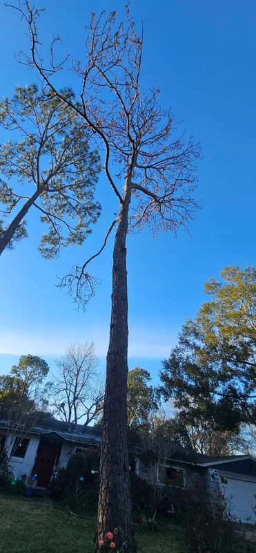 Tree Trimming