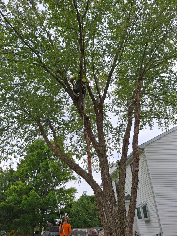 Tree Pruning & Trimming