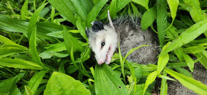 Humane Animal Trapping and Relocation