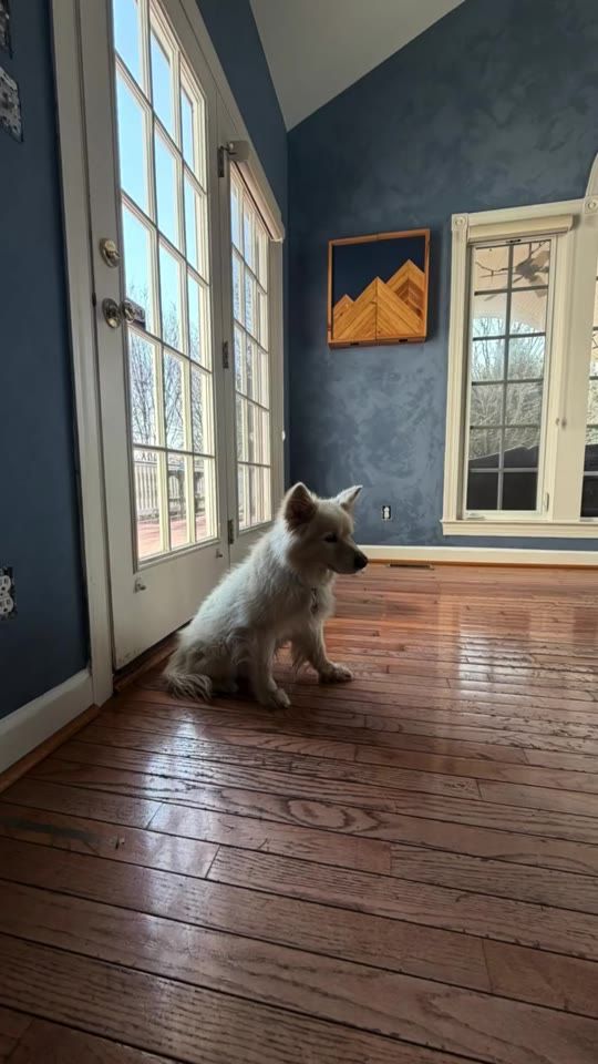 Room finished in blue Portola lime wash with tall windows