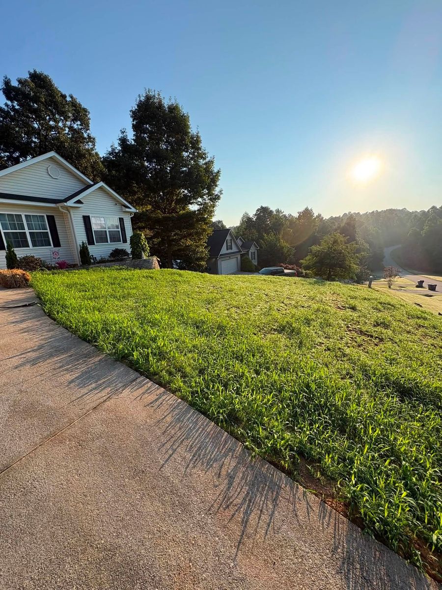 The same slope weeks later, grown into a green lawn