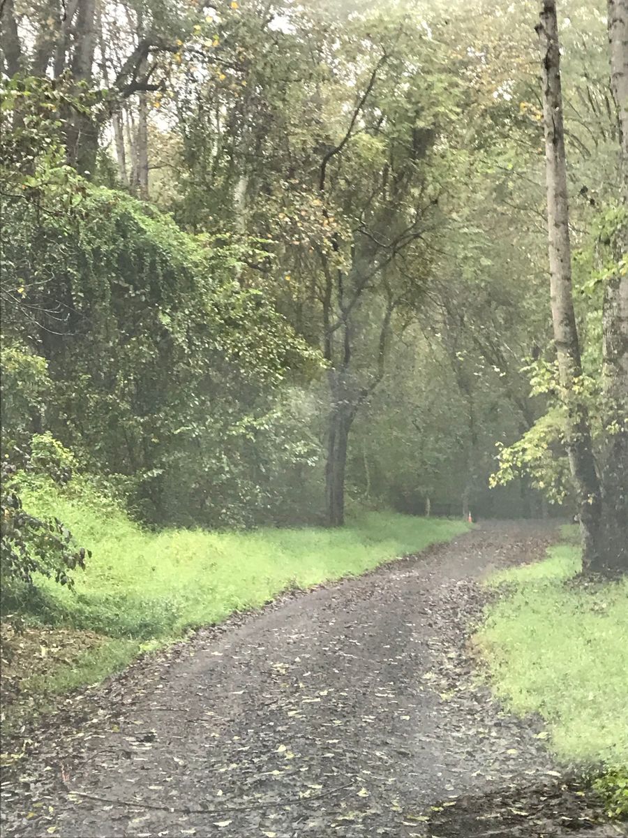 Gravel road through a misty forest