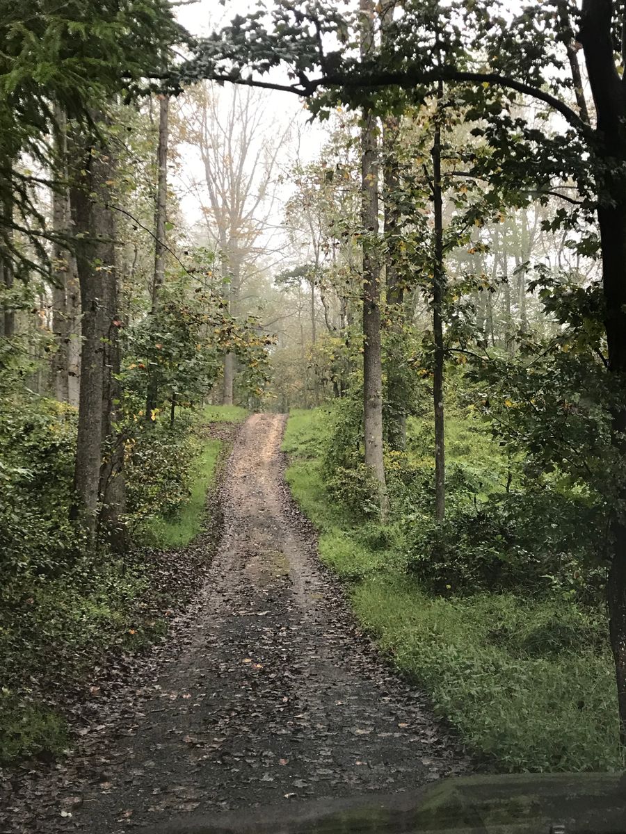 Long gravel lane between trees