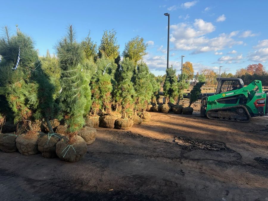 Evergreen trees planted in a row