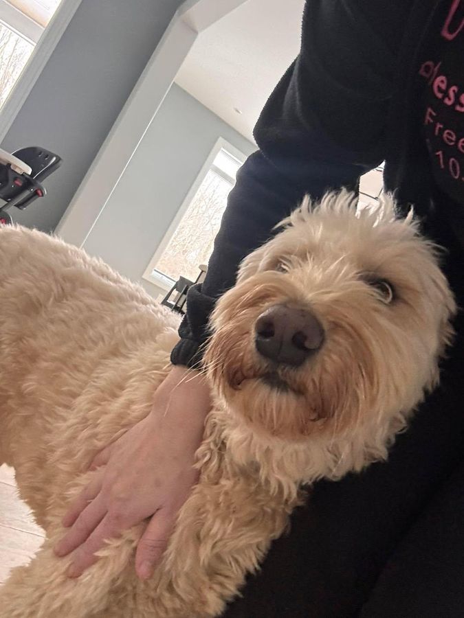 Curly-haired dog being petted at home