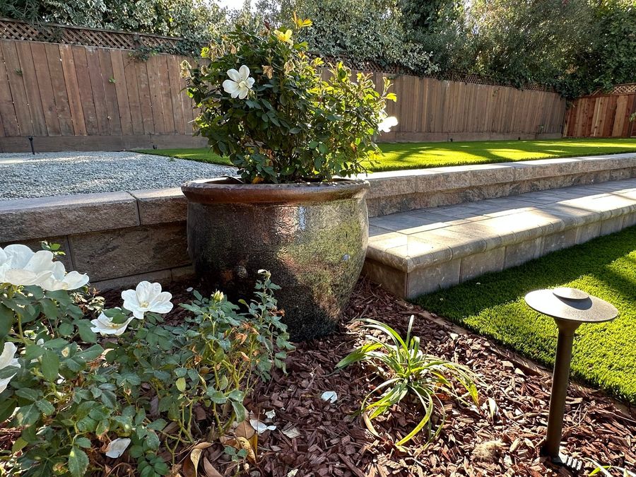 Glazed ceramic planter with a white rose bush on a mulch bed in front of a block wall with a paver-capped step, a path light and green lawn.