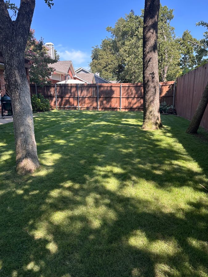 Backyard lawn with fresh mowing stripes under a large tree
