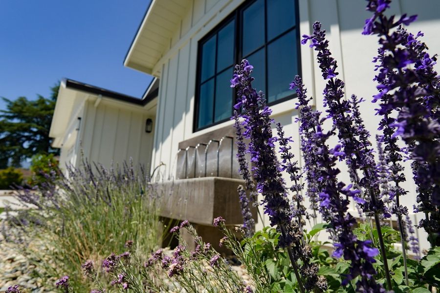 Tall purple salvia and lavender in front of a white board-and-batten house with a black-framed window and a wall fountain trough below it.