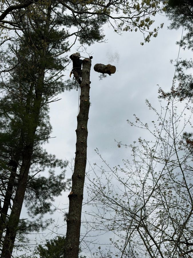Climber cutting the top log off a tall pine during a tree removal