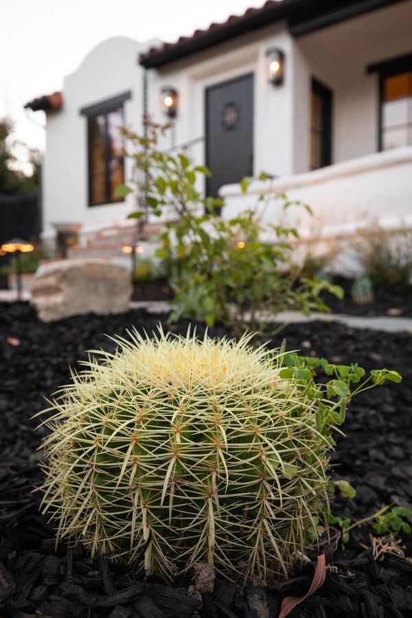 Golden barrel cactus in black mulch in front of a boulder, a flowering shrub and the stuccoed entry