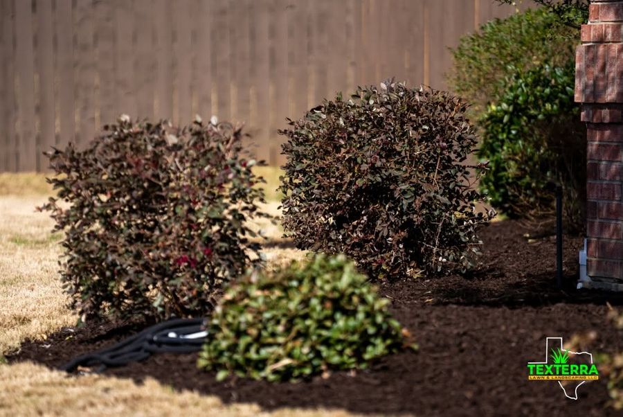 Trimmed shrubs and a fresh mulch bed