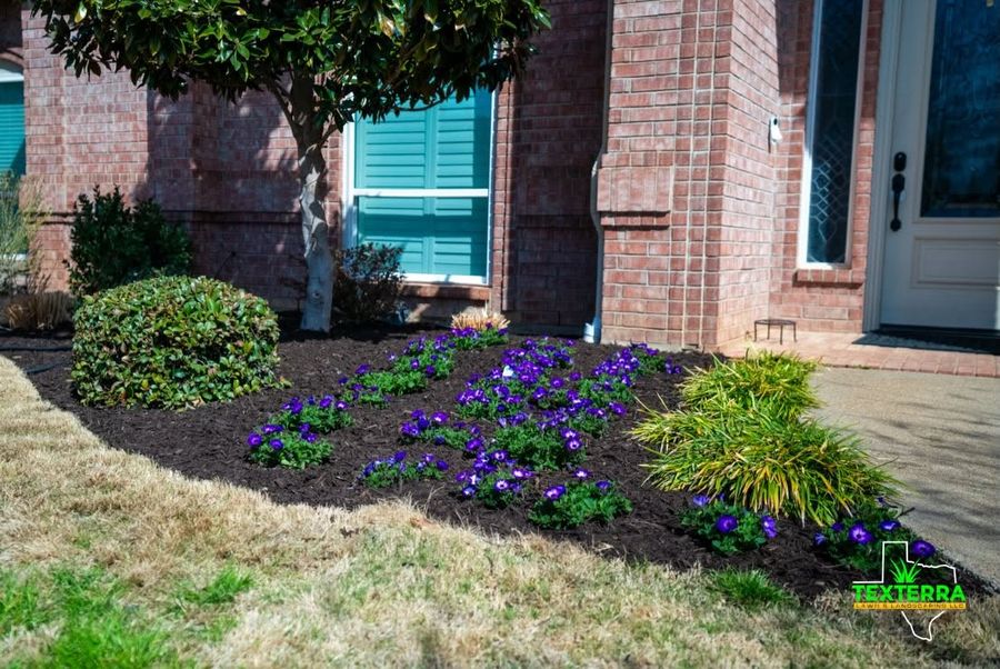 Brick home front bed with purple seasonal color and fresh mulch