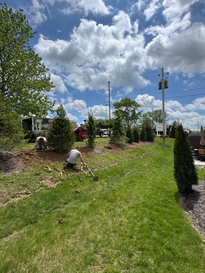 Crew member working on evergreen plantings along a lawn edge