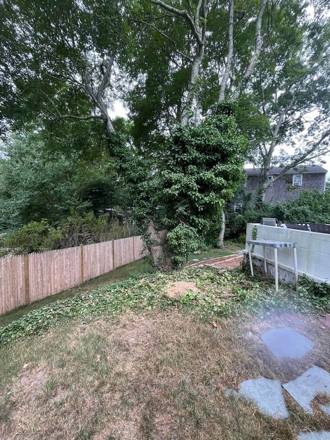 Backyard with a fence, a tree and a bare patch of soil where a stump area sits