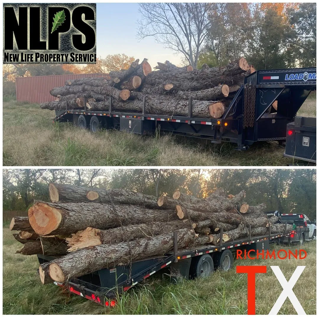 Tree Trimming & Removal for New Life Property Service in Hallettsville, Texas