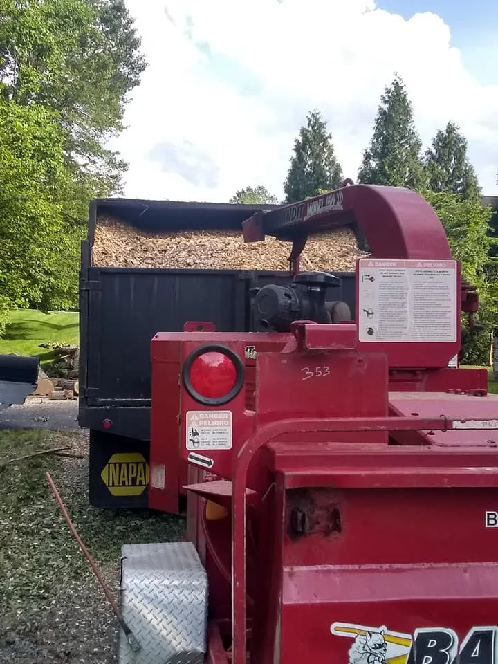 Tree Removal for Mario's Tree Service in Richmond, VA