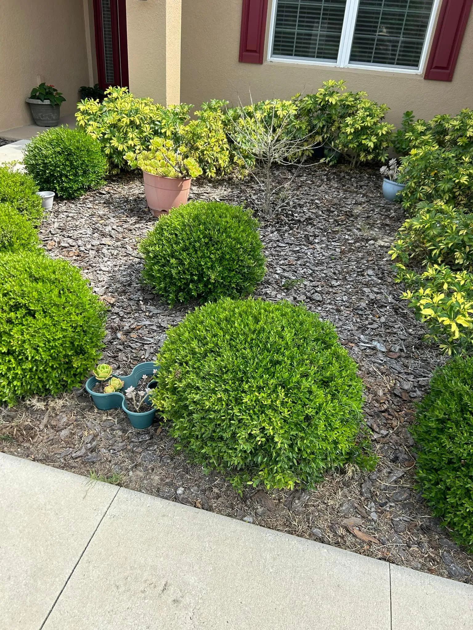 Fall and Spring Clean Up for Estrada All Pro Lawn Service in Auburndale, Florida