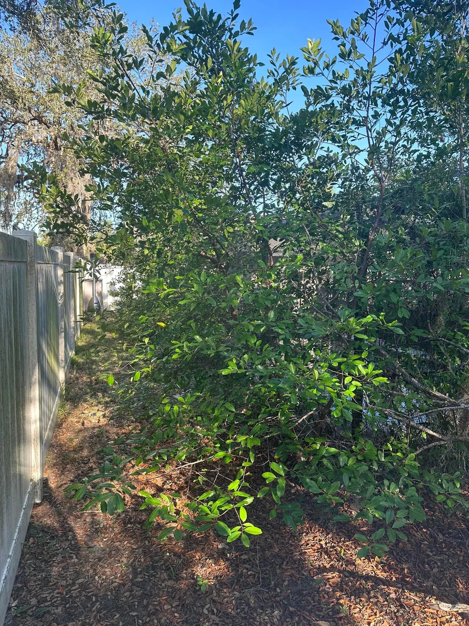 Fall and Spring Clean Up for Kramer & Son’s Property Maintenance in Hudson, FL