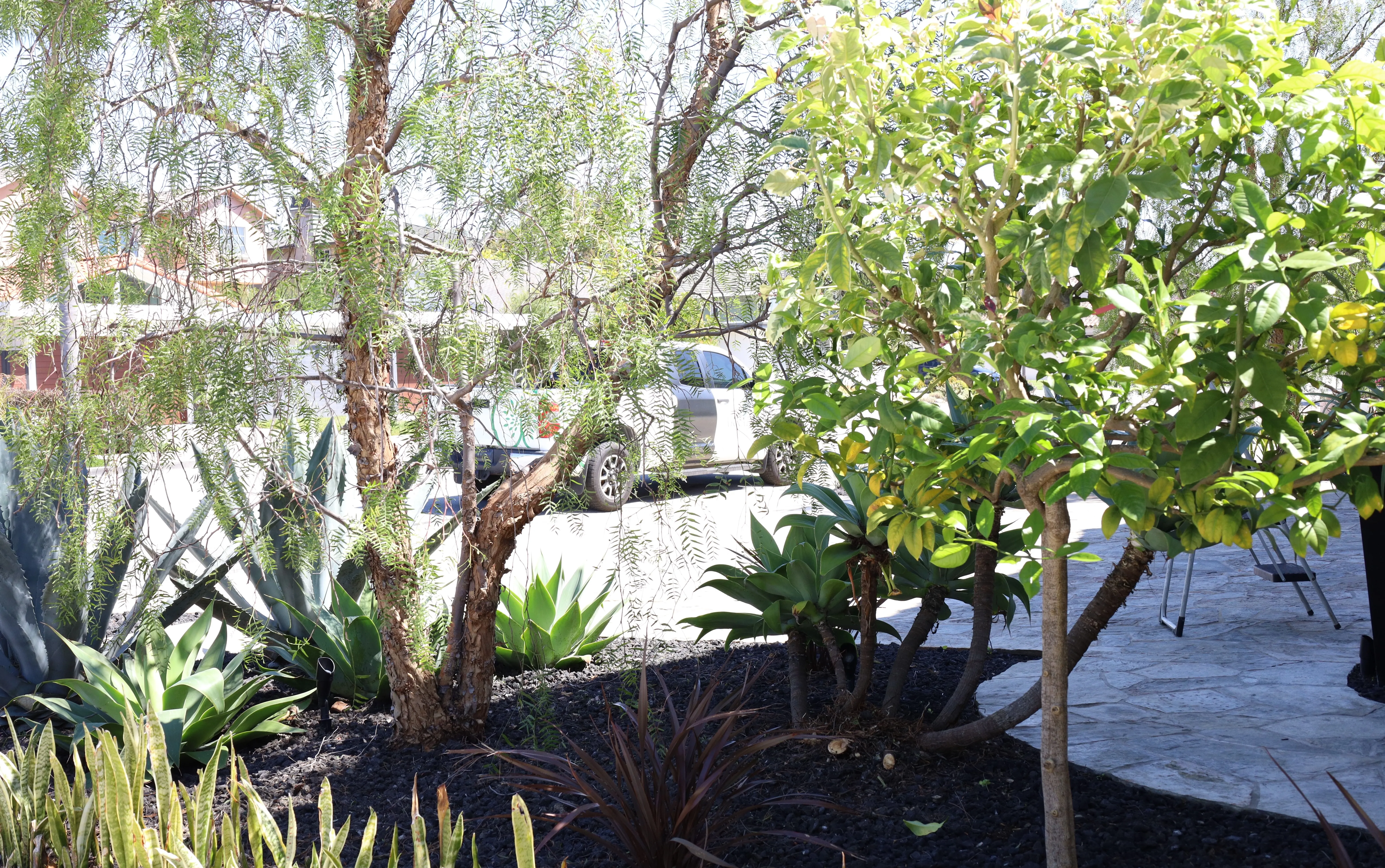 Tree Pruning, Thinning, & Trimming for ARKADIA in Orange County, CA