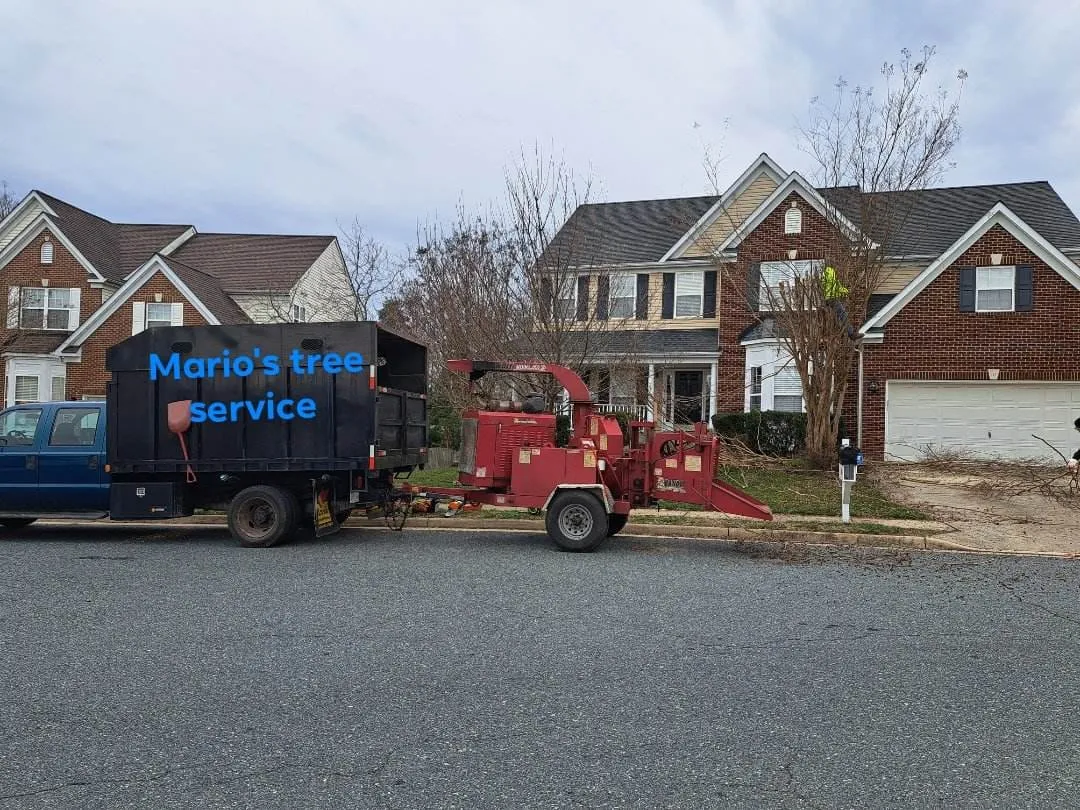Tree Removal for Mario's Tree Service in Richmond, VA