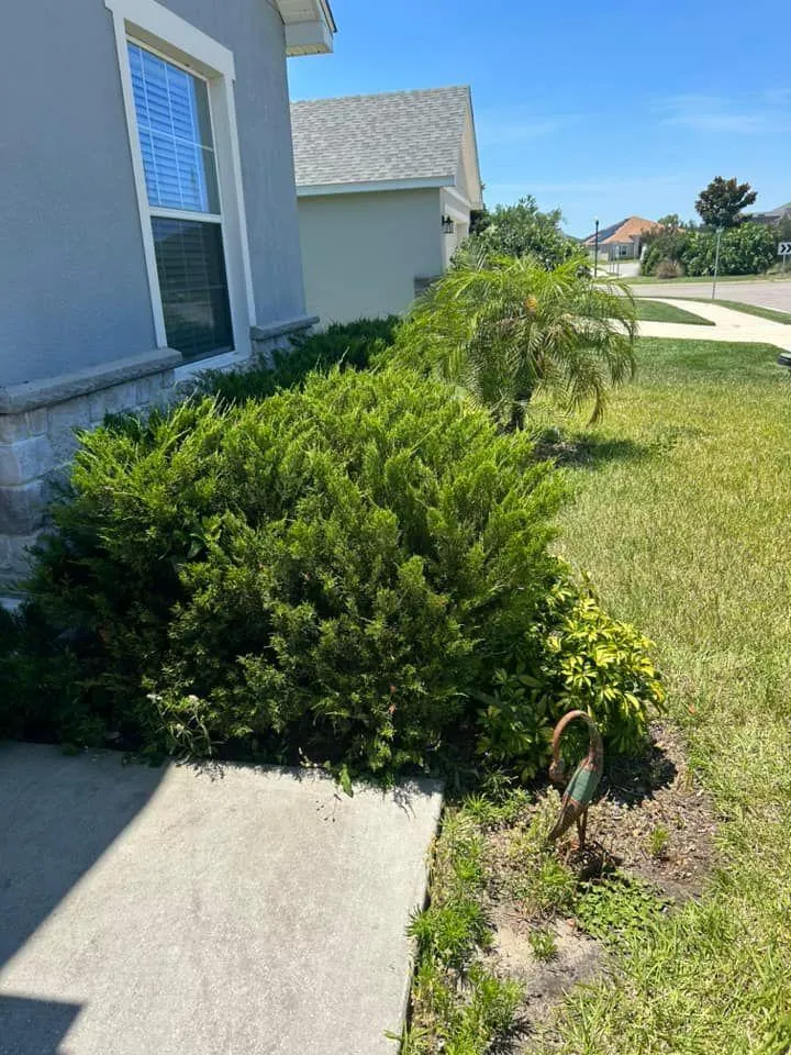 Fall and Spring Clean Up for Estrada All Pro Lawn Service in Auburndale, Florida