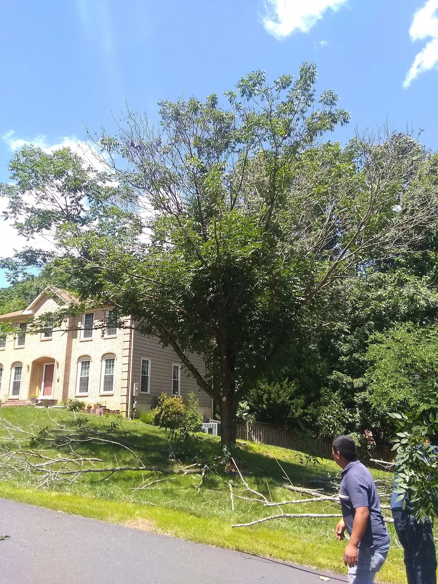 Tree Removal for Mario's Tree Service in Richmond, VA