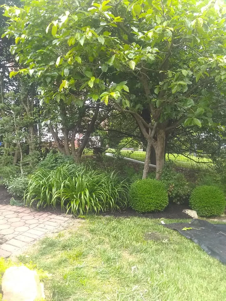 Tree Removal for Mario's Tree Service in Richmond, VA