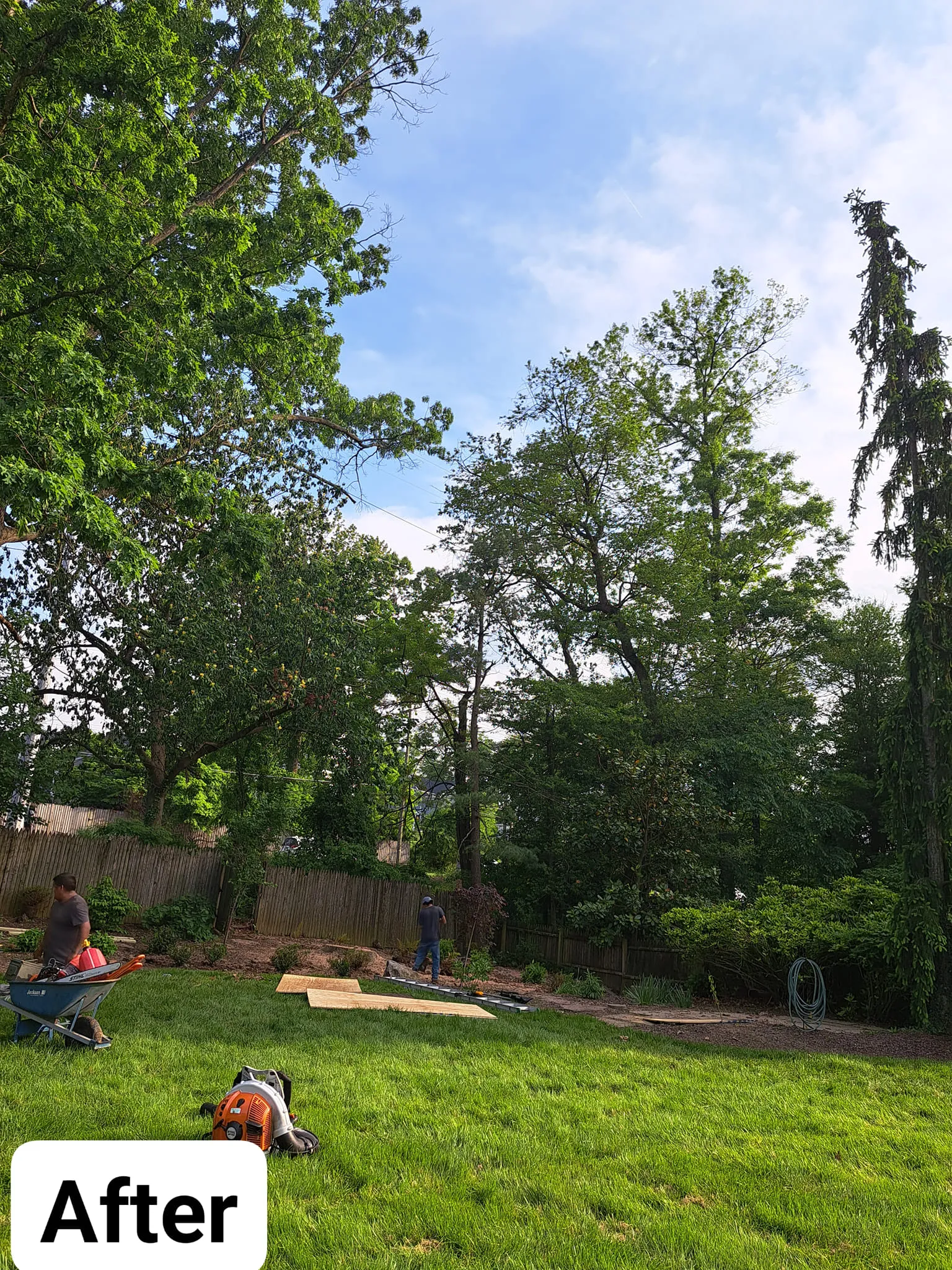 Tree Removal for Mario's Tree Service in Richmond, VA
