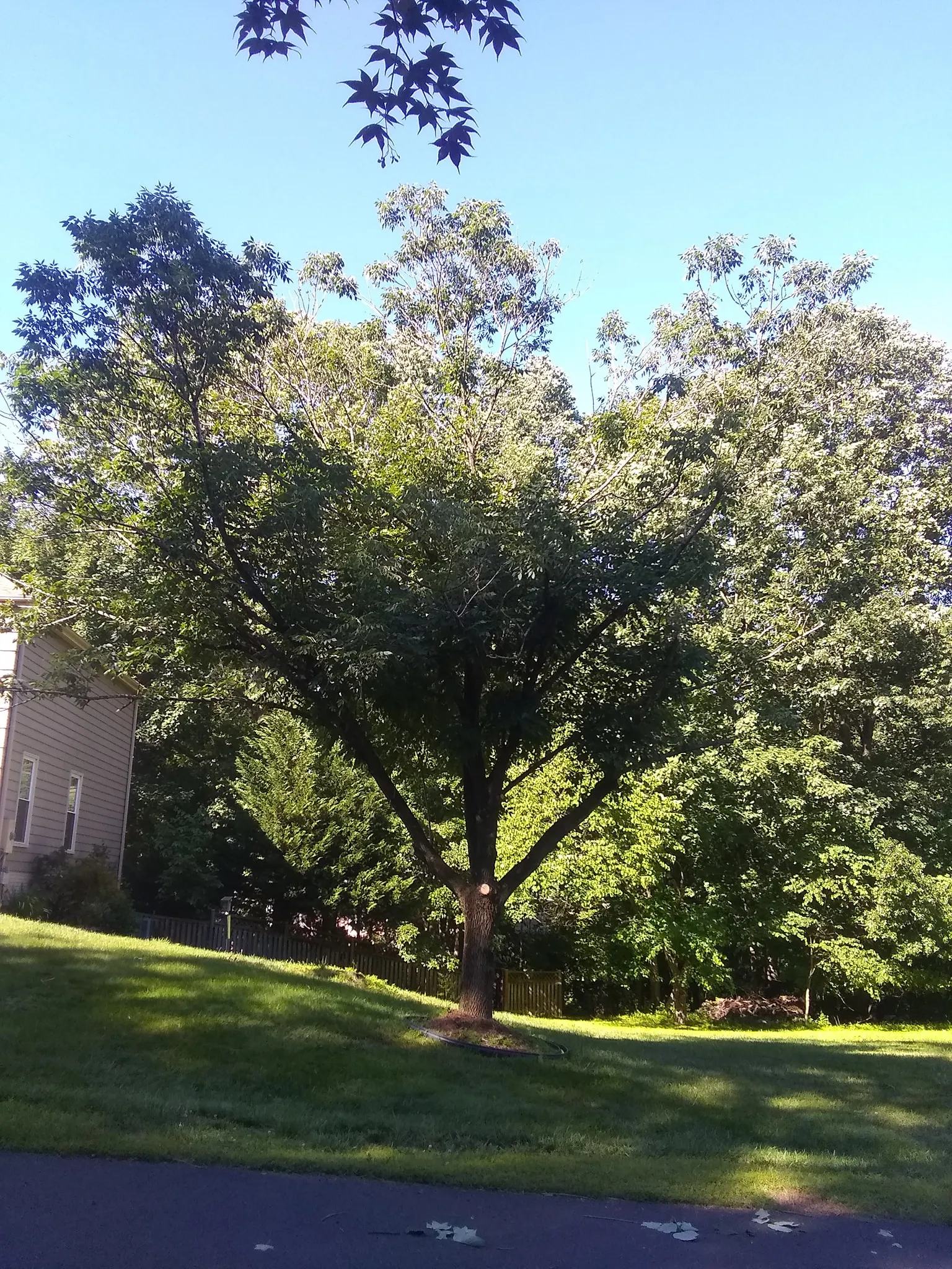 Tree Removal for Mario's Tree Service in Richmond, VA