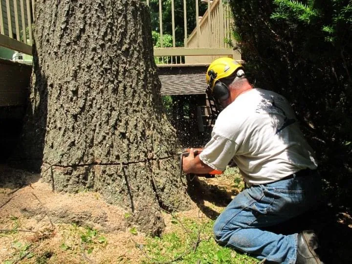 Tree Pruning & Removal for Clovis Outdoor Services in Stony Brook, New York