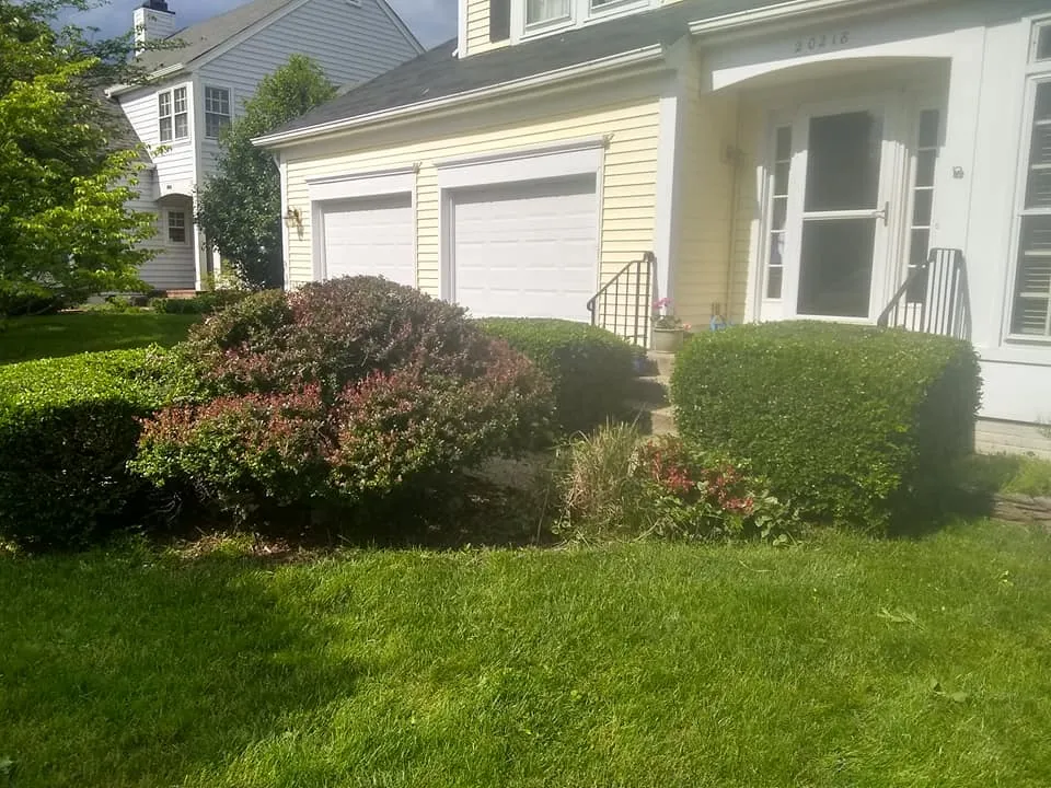 Tree Removal for Mario's Tree Service in Richmond, VA