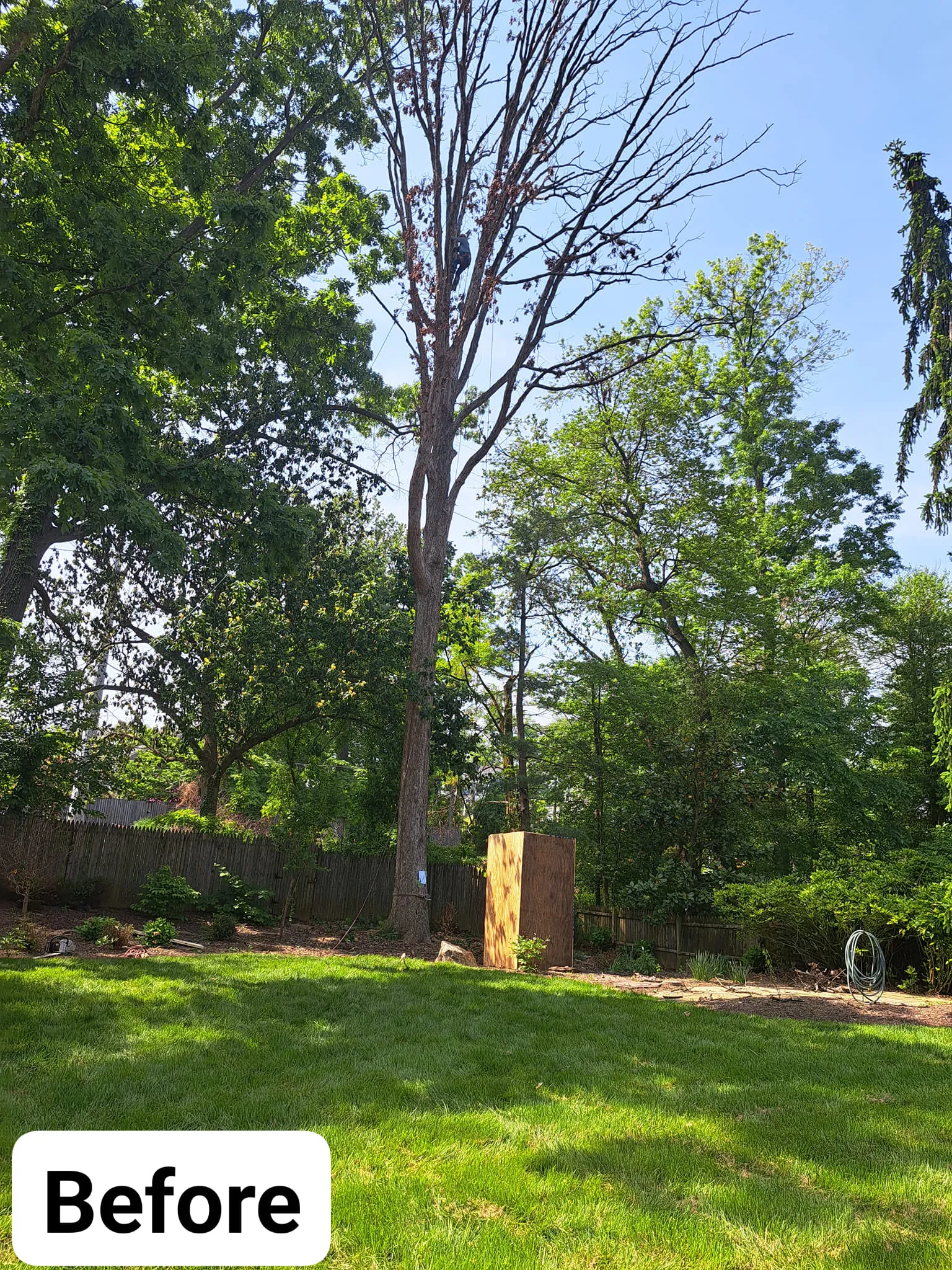 Tree Removal for Mario's Tree Service in Richmond, VA
