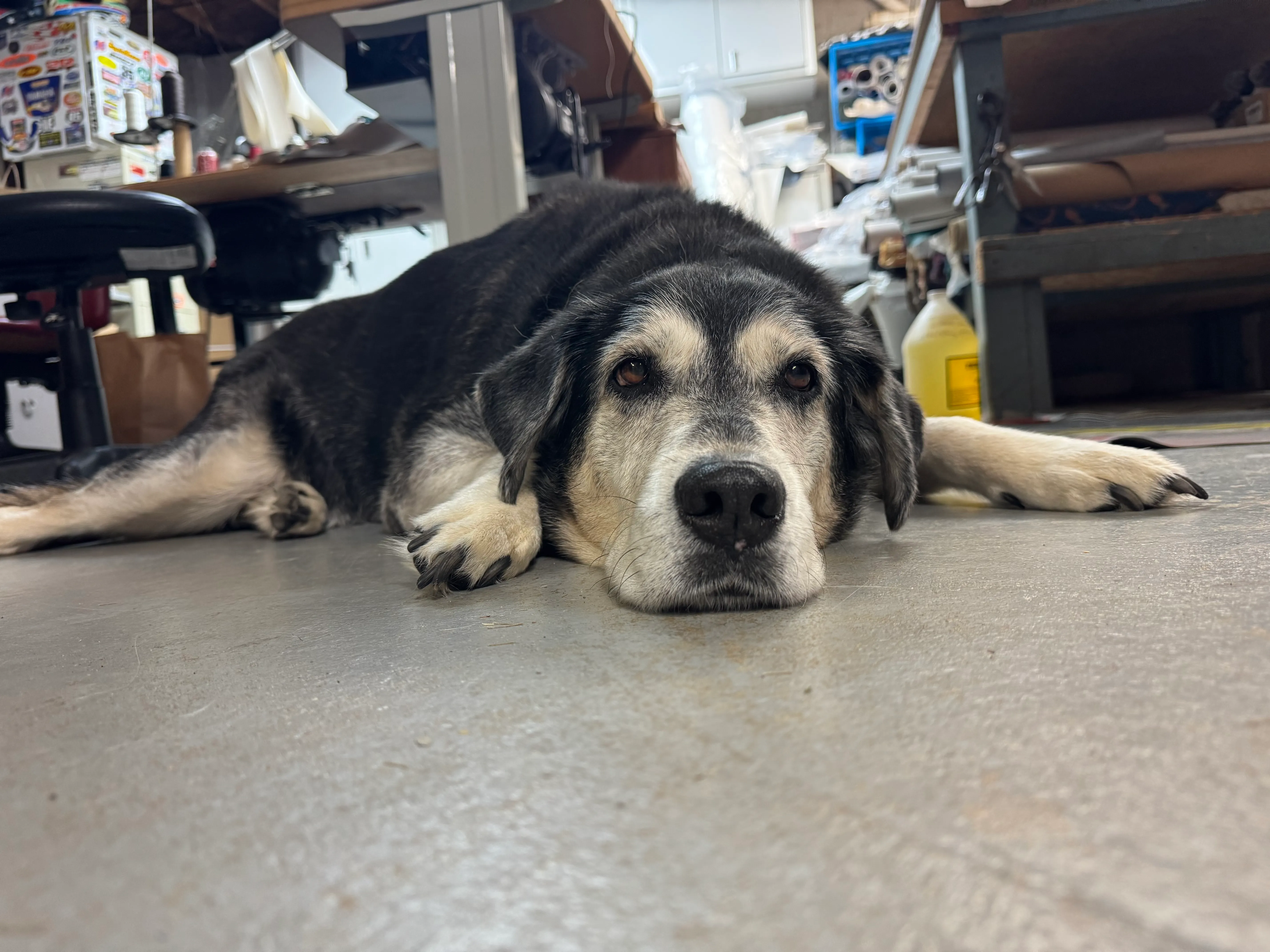 Cocoa at 3-D Upholstery in Middleborough, MA