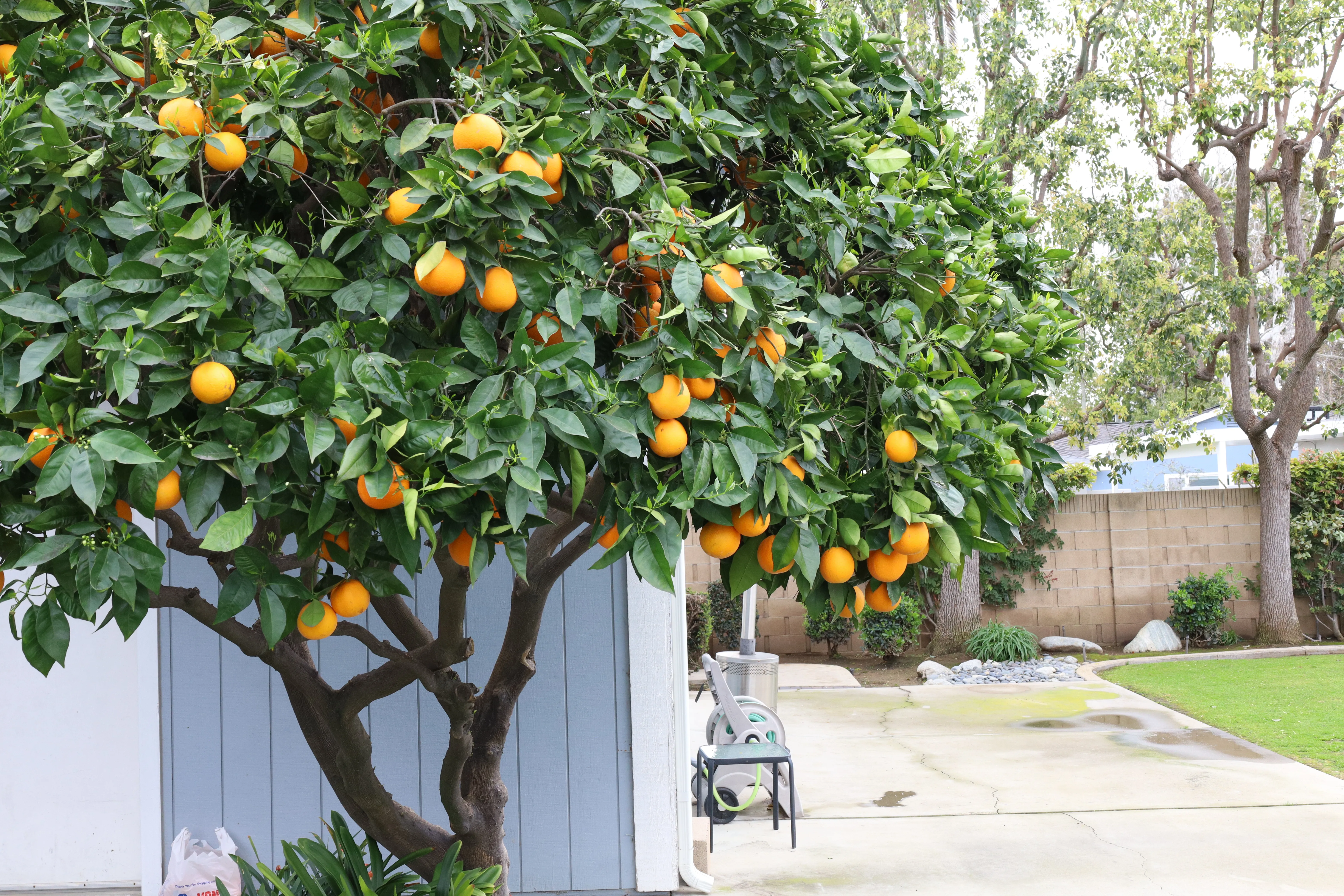 Tree Pruning, Thinning, & Trimming for ARKADIA in Orange County, CA