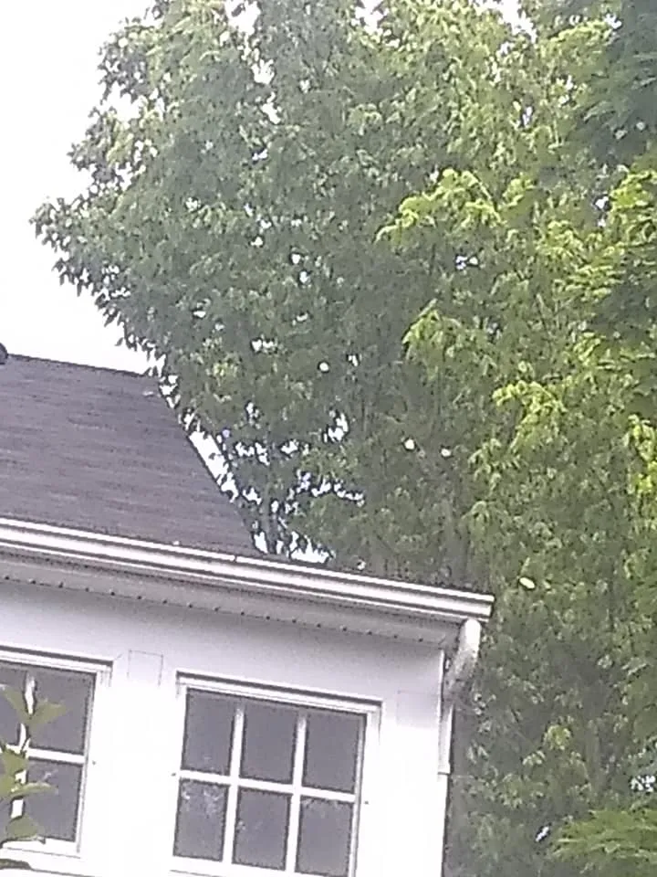 Tree Removal for Mario's Tree Service in Richmond, VA