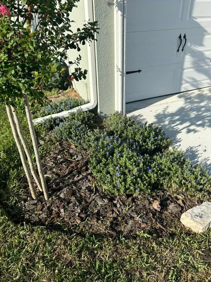 Fall and Spring Clean Up for Estrada All Pro Lawn Service in Auburndale, Florida