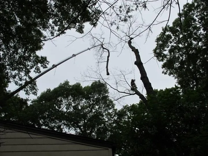 Tree Pruning & Removal for Clovis Outdoor Services in Stony Brook, New York