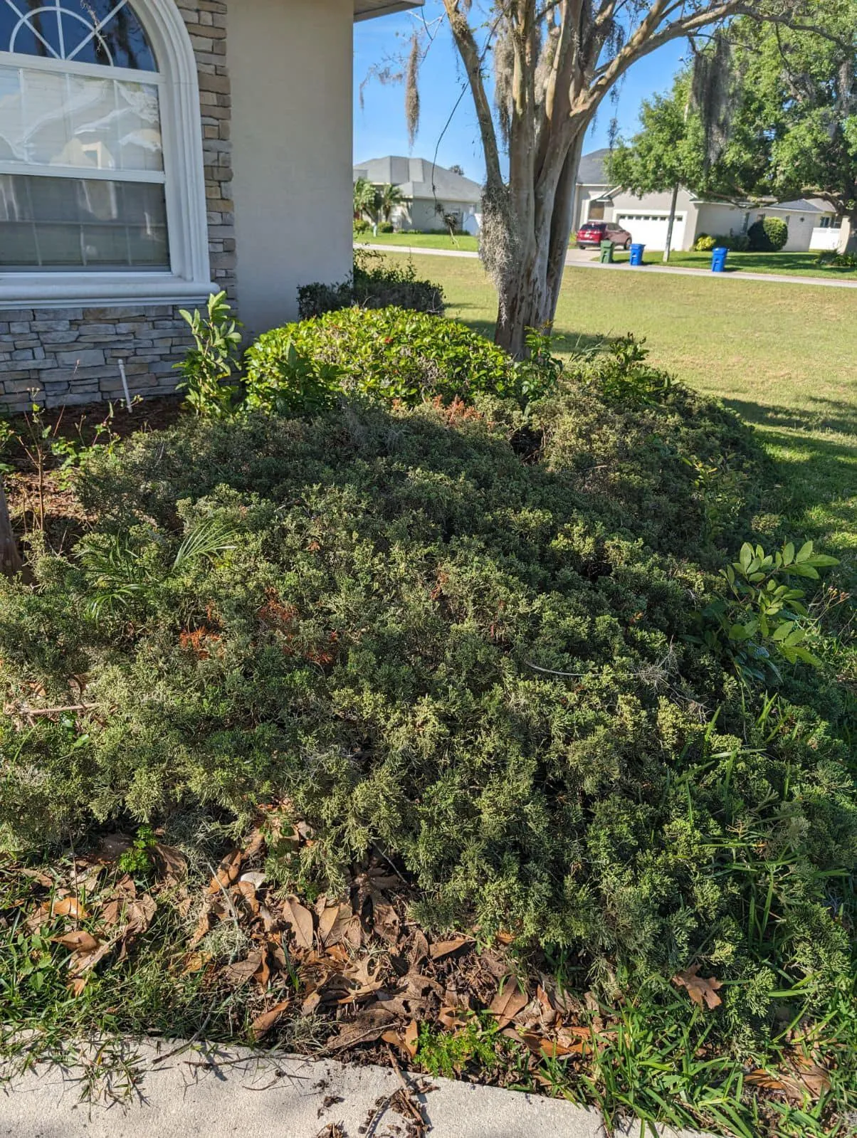 Fall and Spring Clean Up for Estrada All Pro Lawn Service in Auburndale, Florida