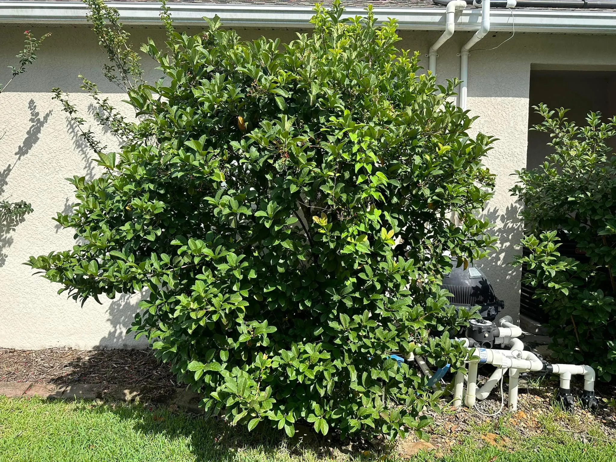 Fall and Spring Clean Up for Kramer & Son’s Property Maintenance in Hudson, FL