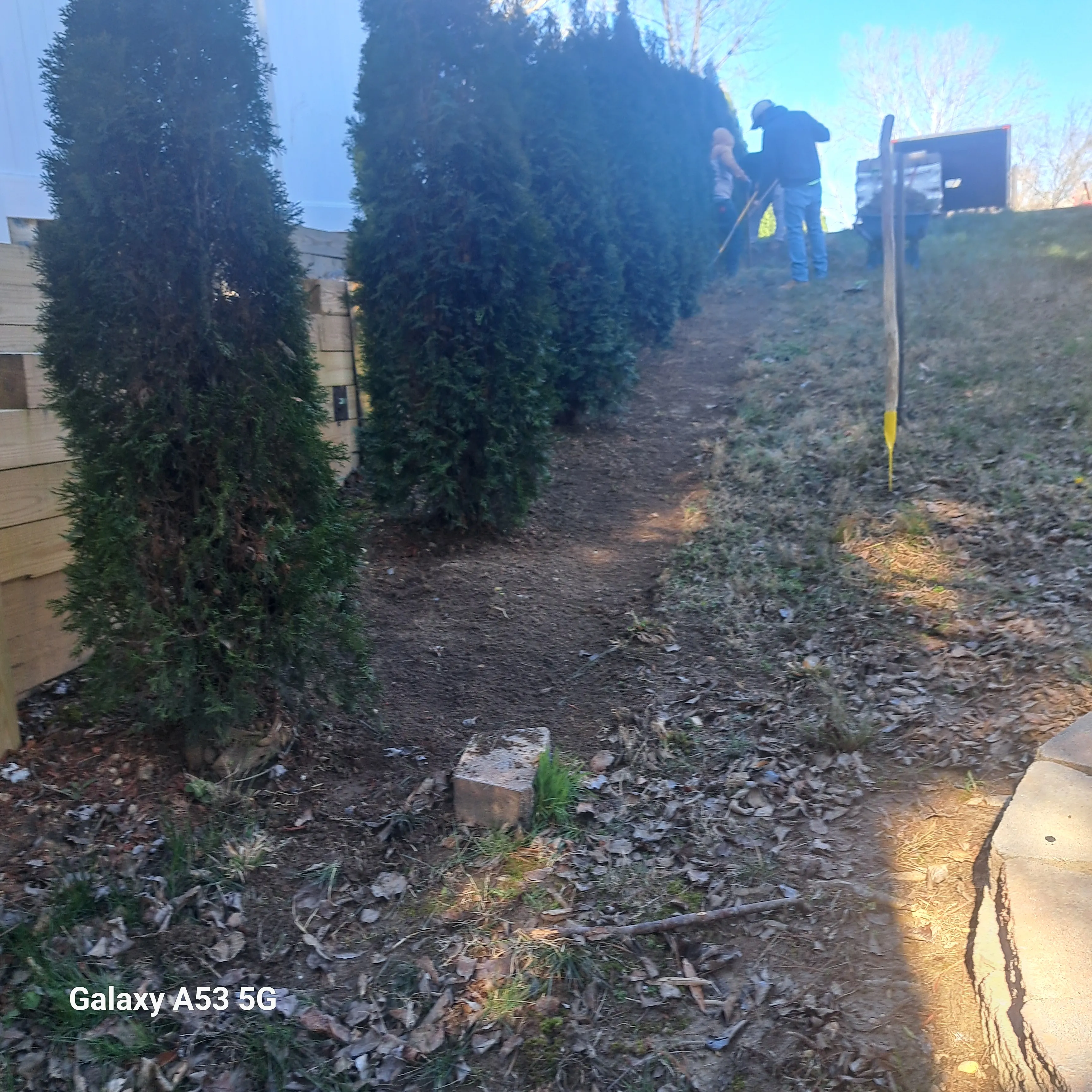 Tree Removal for Mario's Tree Service in Richmond, VA