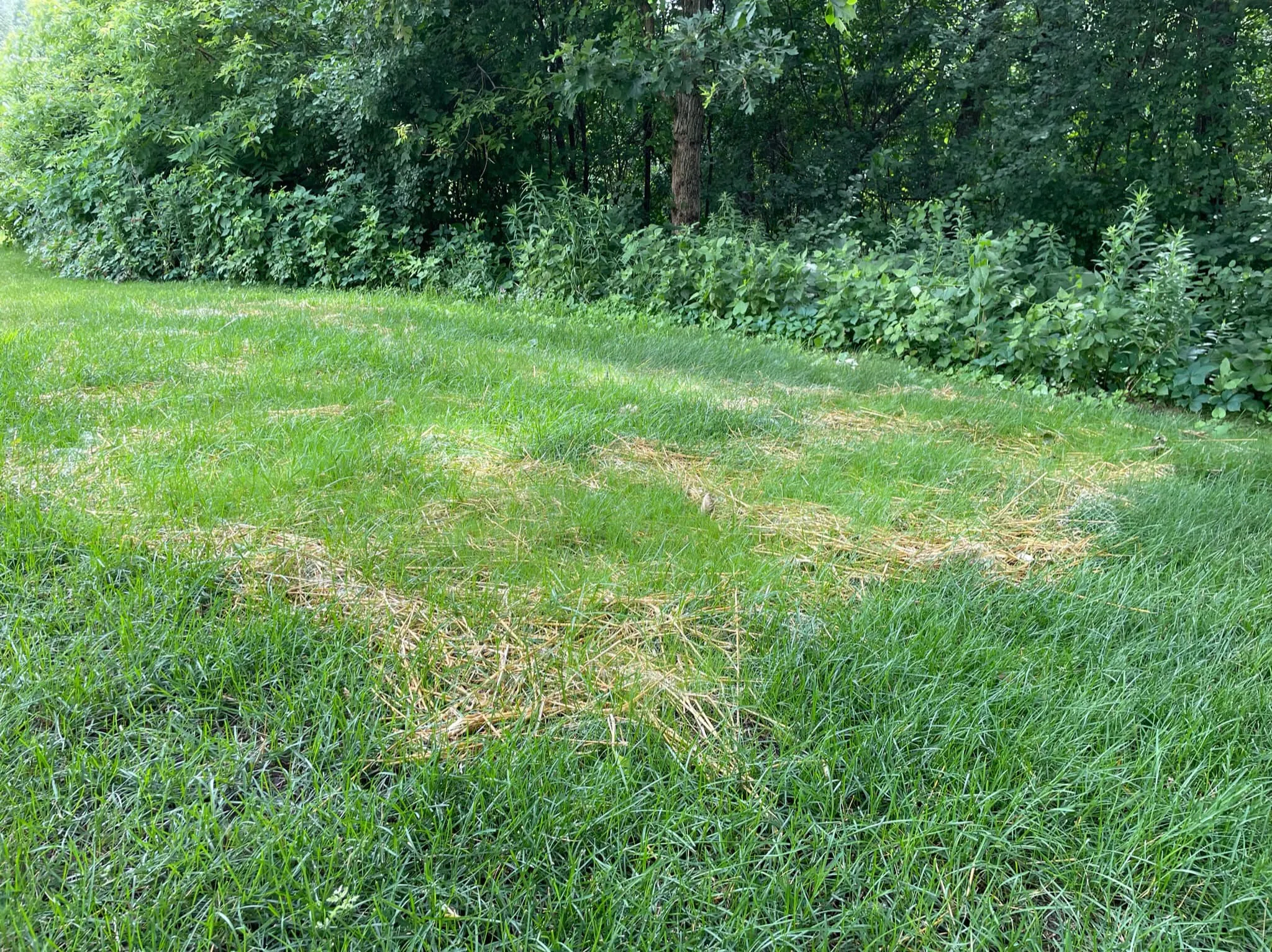 Grass, Sod, and Hydroseed Installations for Second Nature Landscaping in Lake City, Minnesota